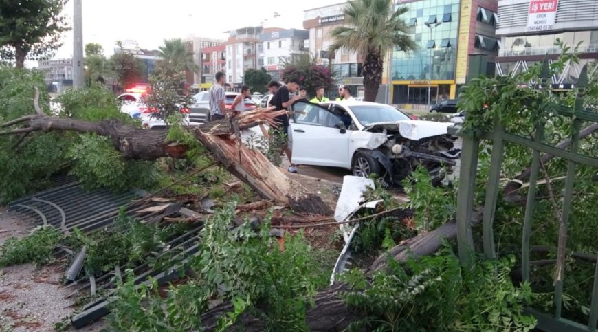 Antalya Gazi Bulvarı’nda Zincirleme Kaza: Ağaç Karşı Şeride Devrildi