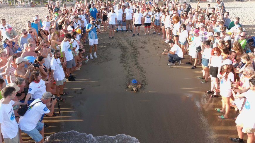 Türkiye’nin İlk Yerli Uydu Takip Cihazı Caretta Caretta'ya Takıldı