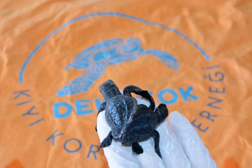 Türkiye'de Bir İlk: Canlı Siyam İkizi Caretta Carettalar Tespit Edildi