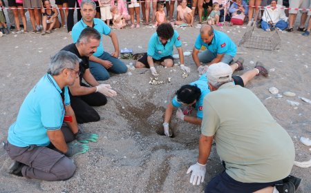 Nesli Tükenmekte Olan Caretta Carettalar İçin Seferberlik: 90. Yuva Açıldı!