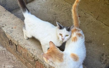 Gazipaşa İlçe Tarım Müdürlüğü Uyardı: Evcil Hayvanınızın Kimliğini Çıkarın