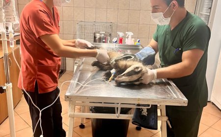 ANTALYA'nın Kemer ilçesinde bir evin bahçesinde bulunan porsuk korumaya alındı.