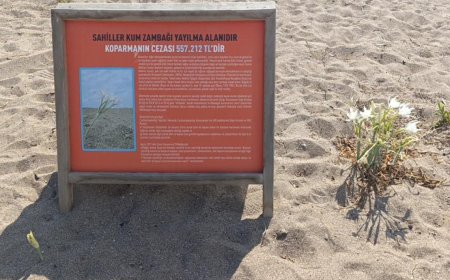Nesli Tükenme Tehlikesindeki Kum Zambakları Koruma Altına Alındı