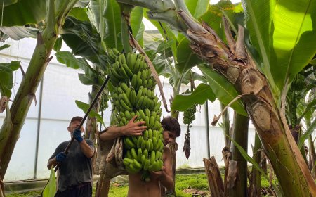 Manavgat Muz Üretiminde Türkiye'nin Yeni Merkezi Oluyor