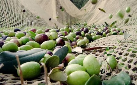 Antalya Ticaret Borsası'ndan Açıklama: "Zeytin Dökülmelerini Ciddiye Alın"