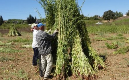 Manavgat'ın "Altın"ı Parlıyor: Rekolte Beklentisi 4 Bin Tona Yükseldi