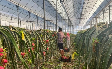 Alanya'nın Ejder Meyvesi Altın Gibi: Hasat Başladı, Kilosu 150 TL'den Satılıyor