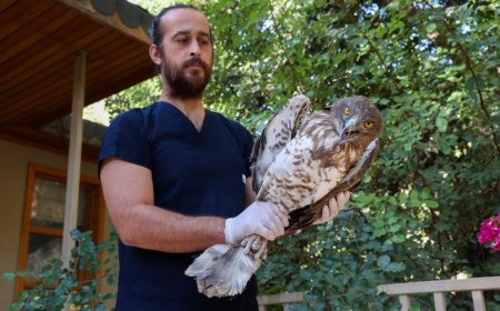 Korkuteli'nden Gelen Yılan Kartalı'nın Yaşam Mücadelesi Başarıyla Sonuçlandı.