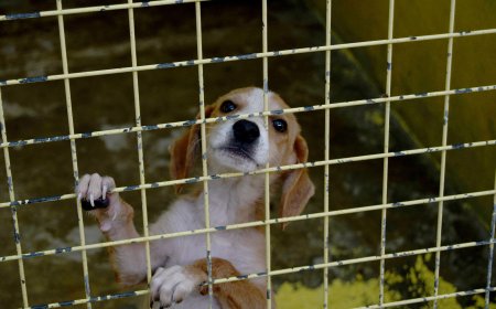 Kemer Belediyesi Barınağı'ndan Sokak Hayvanlarına Yoğun Destek.