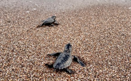 Antalya'da 5.743 Caretta Caretta Yuvası Kaydedildi.