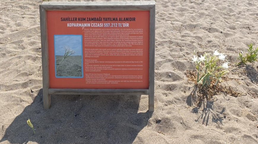 Nesli Tükenme Tehlikesindeki Kum Zambakları Koruma Altına Alındı