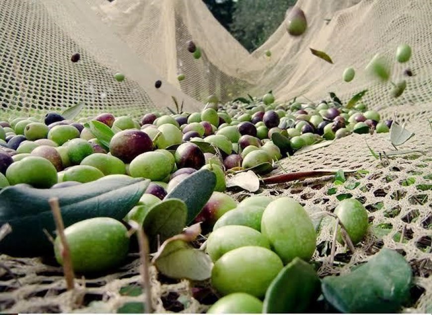 Antalya Ticaret Borsası'ndan Açıklama: "Zeytin Dökülmelerini Ciddiye Alın"
