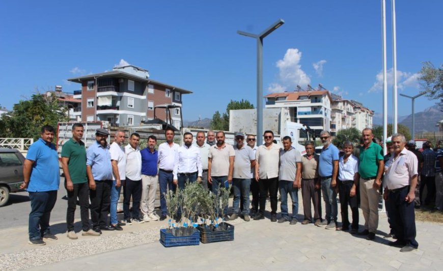 Gazipaşalı Çiftçinin Yüzü Güldü: 83 Üreticiye Binlerce Zeytin Fidanı Hibesi.