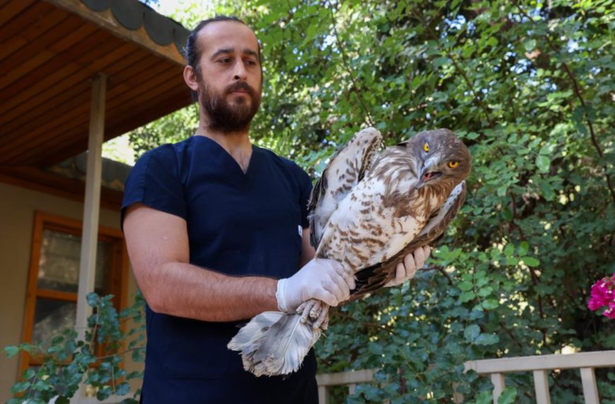 Korkuteli'nden Gelen Yılan Kartalı'nın Yaşam Mücadelesi Başarıyla Sonuçlandı.
