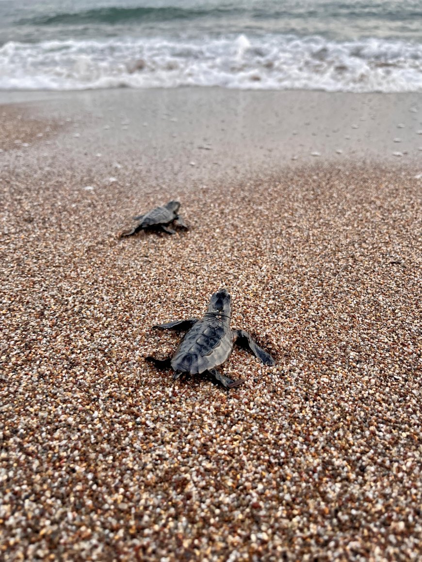 Antalya'da 5.743 Caretta Caretta Yuvası Kaydedildi.