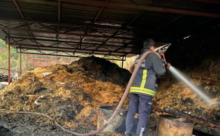 Gazipaşa'da Ahır Yangını: 1 Buzağı Telef Oldu, 1 İnek Yaralandı.