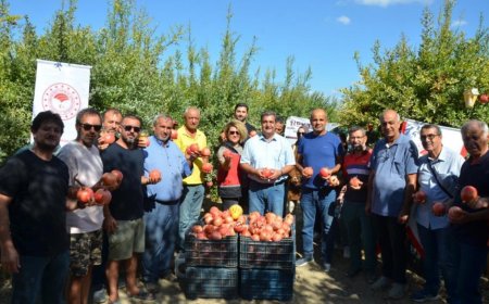 Antalya Narının %20’si Serik'ten: 687 Milyon TL'lik Üretim Bekleniyor.