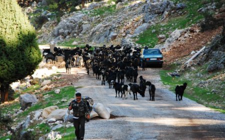 Yörüklerin Bin Yıllık Geleneği: Toroslar'dan Ovalara Güz Göçü Başladı.