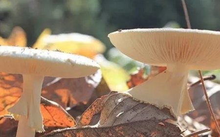 Sonbahar Tehlikesi: Mantar Zehirlenmelerine Dikkat!