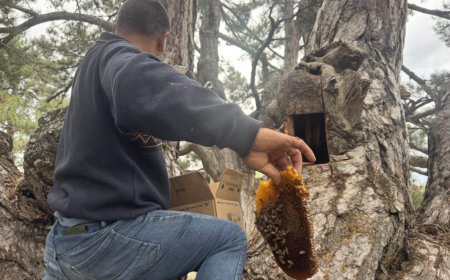 Kayıp Kolonilerin İzini Sürüyorlar: Arıcılar, 'Firari Arıları' Koruma ve Bal Hasadı İçin Dağ Taş Geziyor.