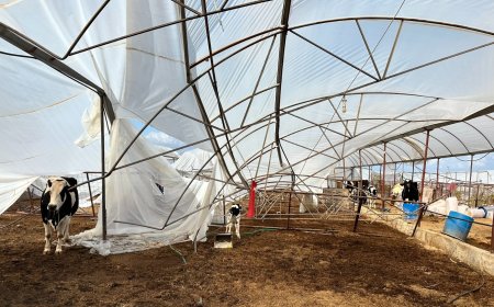 Büyükşehir, Selden Zarar Gören Üreticinin Yanında