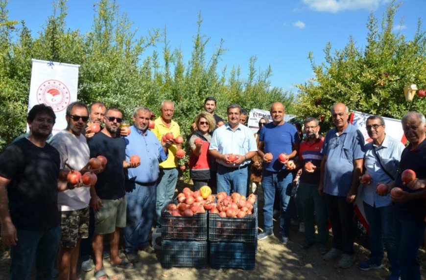Antalya Narının %20’si Serik'ten: 687 Milyon TL'lik Üretim Bekleniyor.