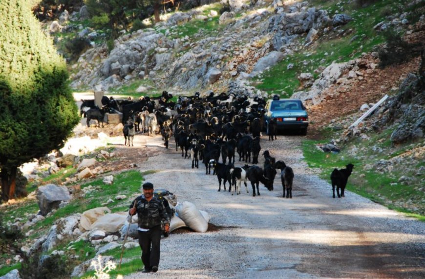 Yörüklerin Bin Yıllık Geleneği: Toroslar'dan Ovalara Güz Göçü Başladı.
