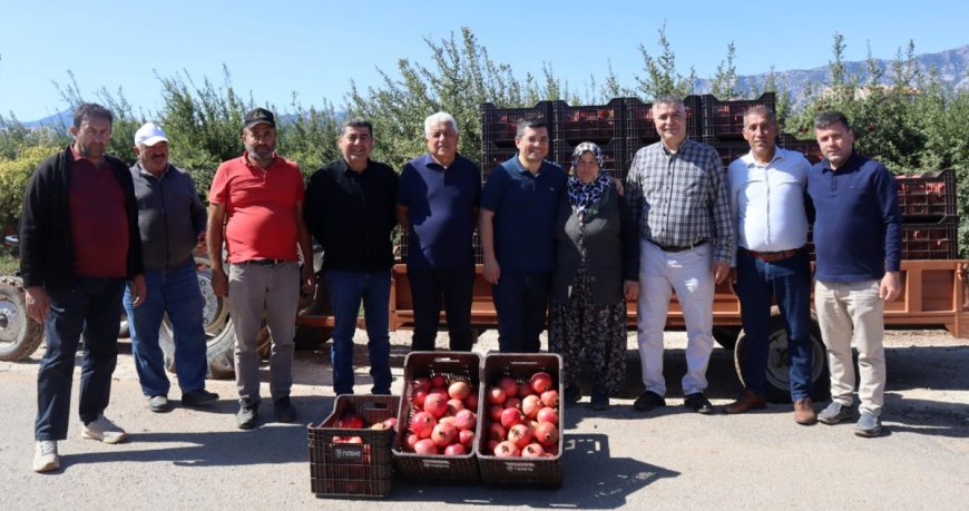 Döşemealtı Nar Hasadına Başladı: Bereketli Toprakların Ürününe Coğrafi İşaret Müjdesi!