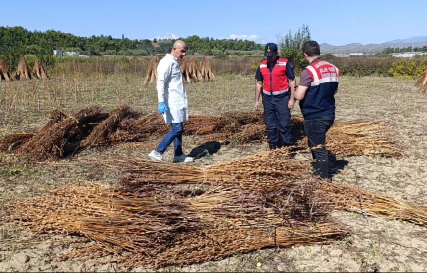 Manavgat'ın Altın Susamına Hırsızlık Şoku