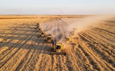 Tarım Sektörüne Destek: TİGEM 2.000 Ton Buğday Satacak