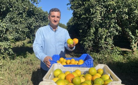 Finike'de portakal sezonu başladı, 250 bin ton rekolte bekleniyor