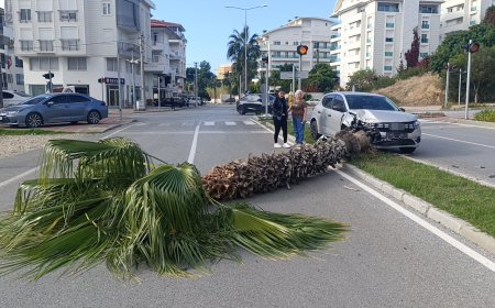 Pratik Yaparken Gaza Bastı: Manavgat'ta Dev Palmiyeyi Deviren Kazada Şans Eseri Yaralanan Olmadı.