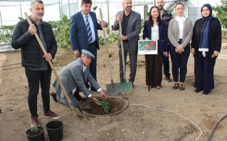 AKDENİZ Üniversitesi Kumluca Meslek Yüksekokulu'nun tropikal meyve serasına deneme amaçlı kahve fidanı dikildi.