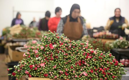 Antalya ve Isparta Üretim Merkezi: En Büyük İhracat Kalemi Karanfil Oldu