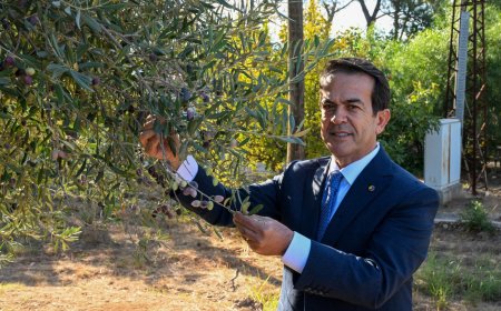 Antalya Zeytinyağı Kalitesini Taçlandırıyor: Büyük Yarışma İçin Başvurular Başladı