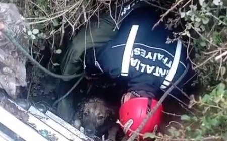 Antalya'da foseptik çukuruna düşen köpek itfaiye ekiplerince kurtarıldı.