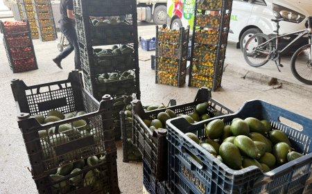 Alanya'da Avokado Rekoltesi 150 Milyon Adet Bekleniyor: Türkiye Üretiminin Yüzde 65'i Burada!