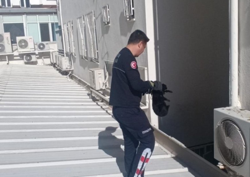 Manavgat Pazartesi Pazarı'nda İlginç Kurtarma Anları: Kedi Sıkıştığı Çatıdan İndirildi.
