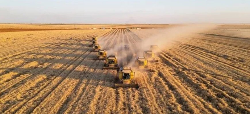 Tarım Sektörüne Destek: TİGEM 2.000 Ton Buğday Satacak