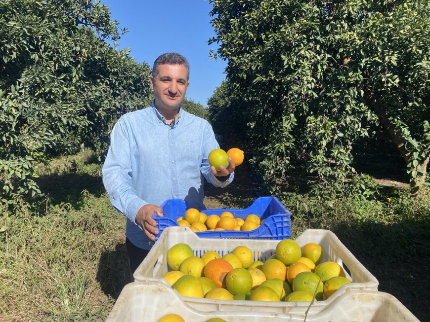 Finike'de portakal sezonu başladı, 250 bin ton rekolte bekleniyor
