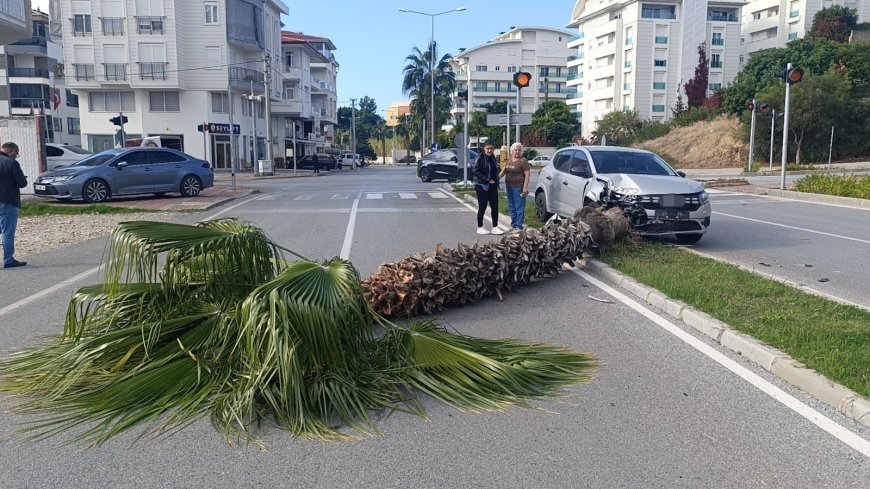 Pratik Yaparken Gaza Bastı: Manavgat'ta Dev Palmiyeyi Deviren Kazada Şans Eseri Yaralanan Olmadı.