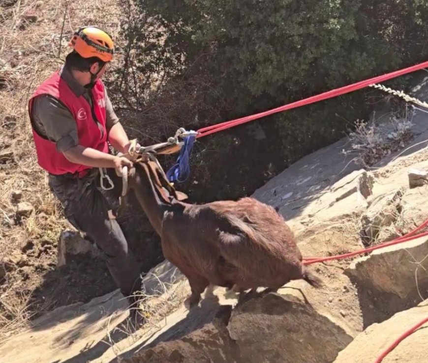Antalya'da Arama Kurtarma Ekiplerinden Film Gibi Keçi Kurtarma Operasyonu