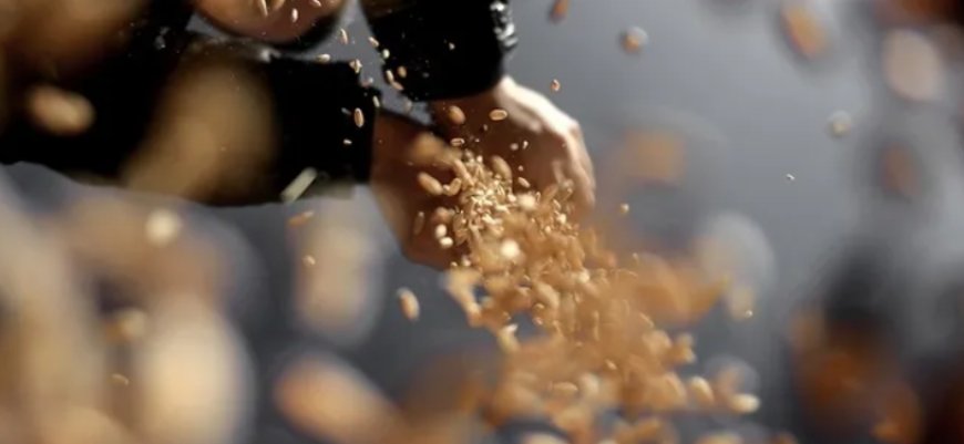 Türkiye'den Tohum İhracatında Rekor: 121 Pazara Ulaşım Sağlandı