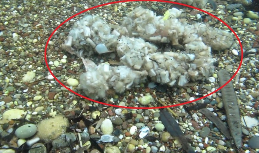 Akdeniz Üniversitesi'nden Çevreye Çağrı: Artık Kaybedecek Zamanımız Kalmadı