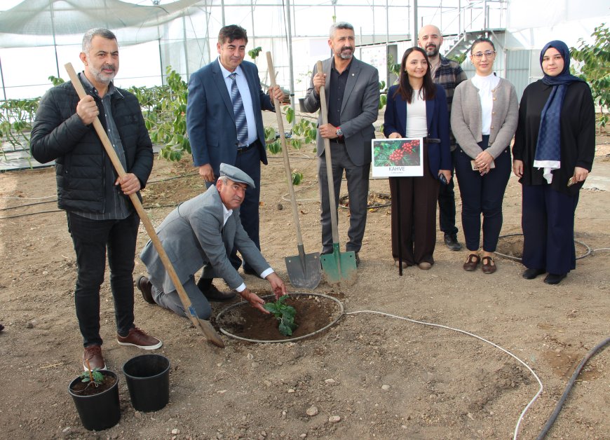 AKDENİZ Üniversitesi Kumluca Meslek Yüksekokulu'nun tropikal meyve serasına deneme amaçlı kahve fidanı dikildi.