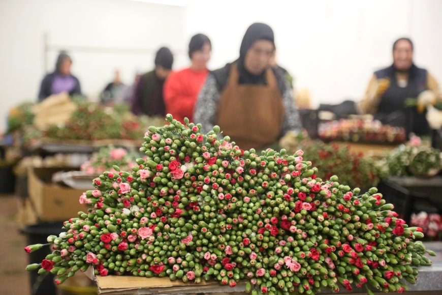 Antalya ve Isparta Üretim Merkezi: En Büyük İhracat Kalemi Karanfil Oldu