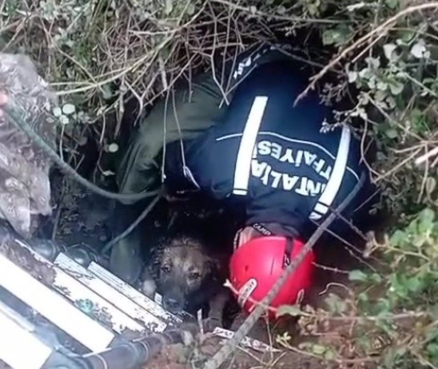 Antalya'da foseptik çukuruna düşen köpek itfaiye ekiplerince kurtarıldı.