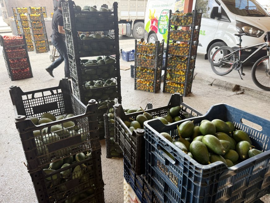 Alanya'da Avokado Rekoltesi 150 Milyon Adet Bekleniyor: Türkiye Üretiminin Yüzde 65'i Burada!