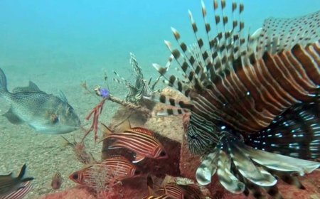 Antalya Sahili'nde Büyük Değişim: Kızıldeniz Balıkları Akdeniz'i Ele Geçiriyor