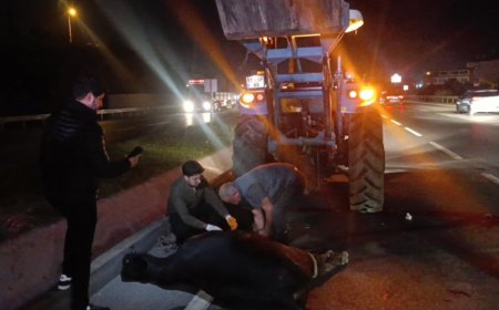 Manavgat'ta Kara Yoluna Çıkan İnek Kazaya Neden Oldu